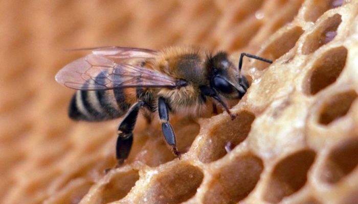 Worker honeybee