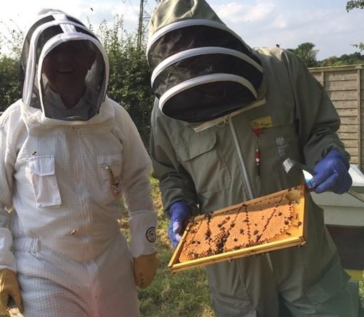 Bee Inspector checking a clony